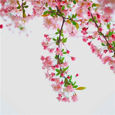 合金战姬手游下载